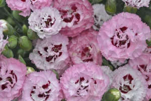 Dianthus 'Appleblossom Burst' 